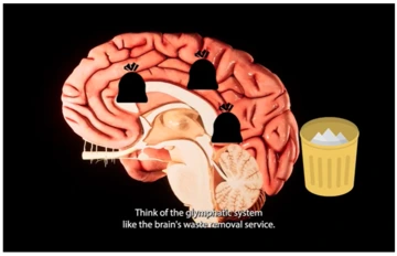 Mapping the Glymphatic System video still