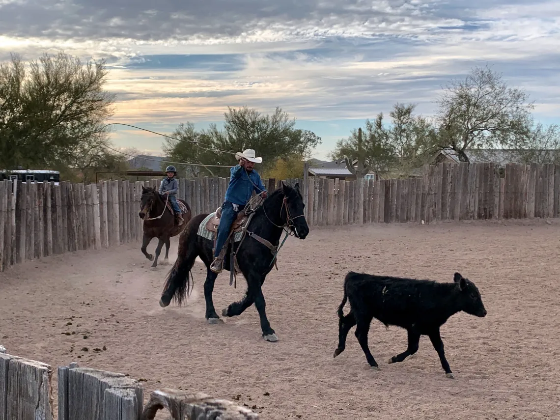 Calf being roped